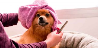 Pet-Parent’s-Guide-for-General-Dog-Care-Tips-for-You-on-LifeHack