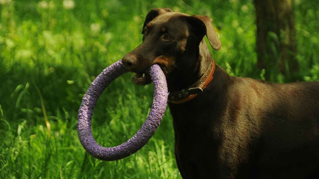 Safety-Tips-Before-Buying-Dog-Toys-on-LifeHack