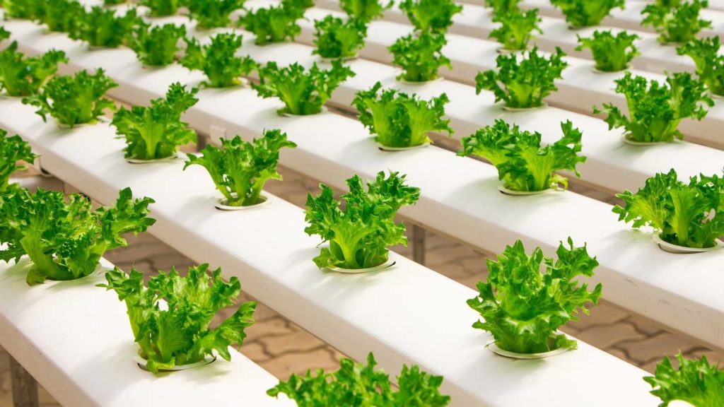 Hydroponic-Grow-Kit-You-Can-Consider-Some-Benefits-on-lifehack