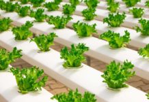 Hydroponic-Grow-Kit-You-Can-Consider-Some-Benefits-on-lifehack