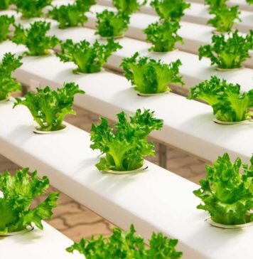 Hydroponic-Grow-Kit-You-Can-Consider-Some-Benefits-on-lifehack