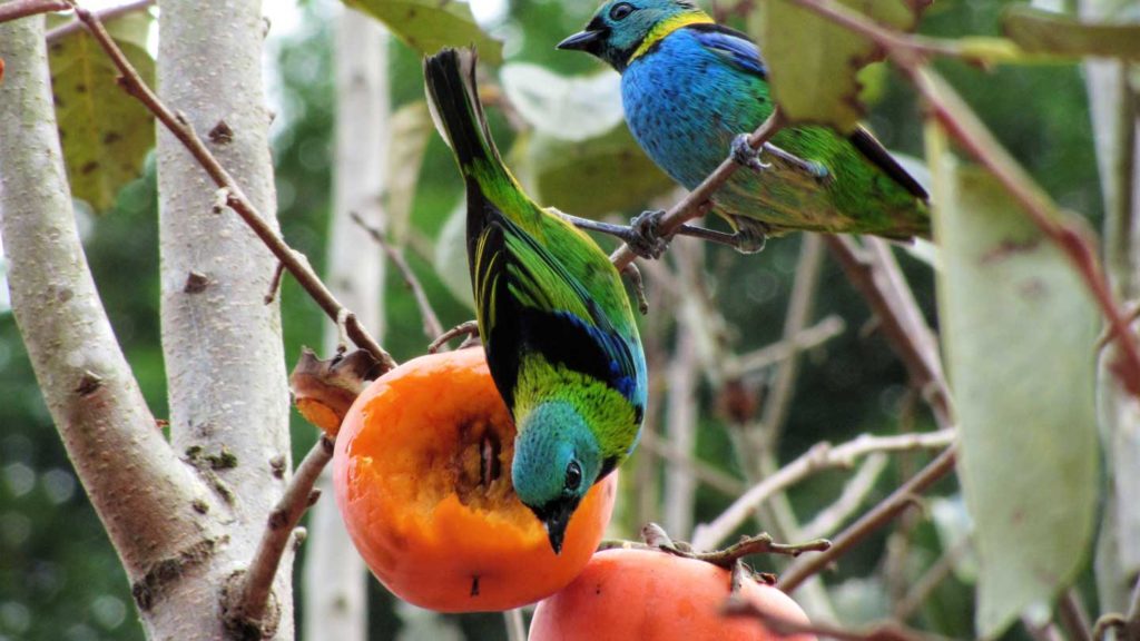 Let's-Feed-Birds-of-Your-Garden-during-winter-on-lifehack