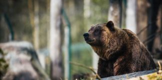 Let’s-Know-About-Some-Bear-Safety-Hacks-Right-Now-on-lifehack